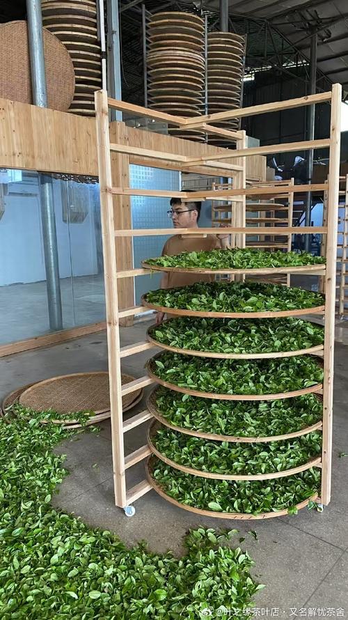 手工制作##春茶正当时##武夷岩茶