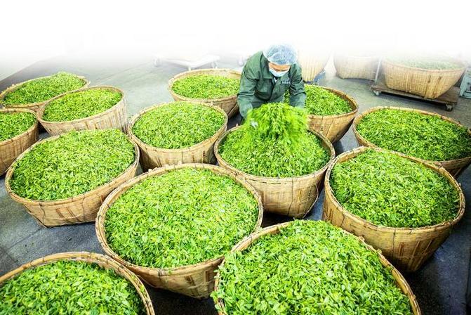 鹤峰茶 世界品
