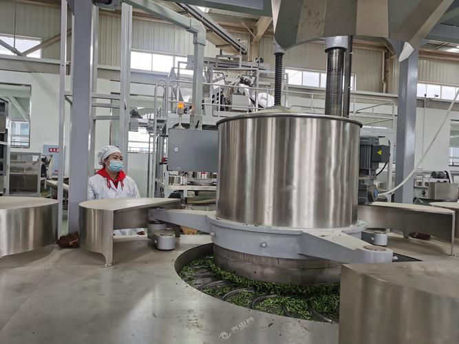 目前中心正忙着抢收茶青,加强生产力度,积极抢占茶叶市场,力争实现产